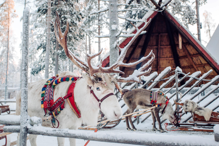 Rovaniemi: Reindeer & Husky Ride with Santa Claus Village