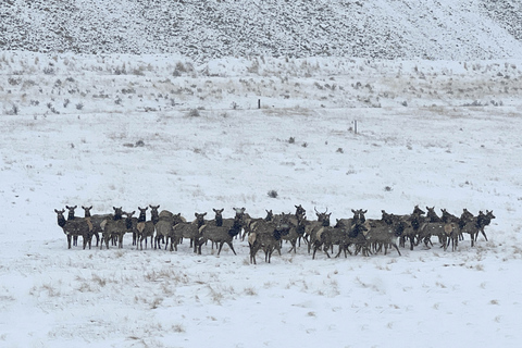 Colorado Springs: Cripple Creek Backcountry Jeep Tour