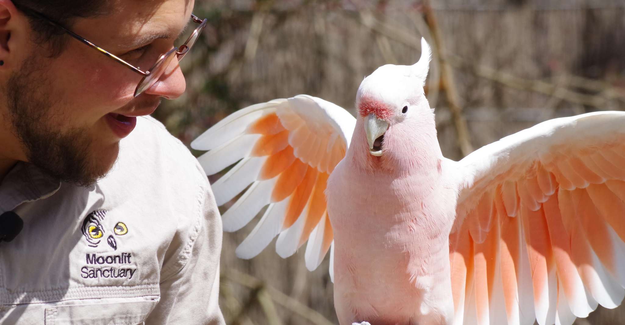 Phillip Island Penguin Parade with Expert Local Guide photo 6