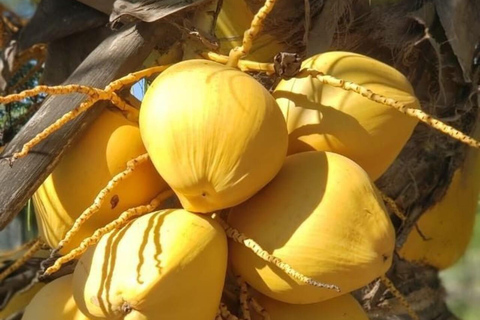 Zanzibar: Privat kryddodlingstur med lokal guide.Det här alternativet inkluderar upphämtning från hotell i Stone Town.