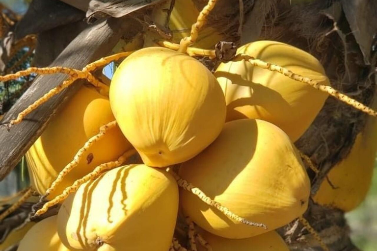 Zanzibar: Privat kryddodlingstur med lokal guide.Det här alternativet inkluderar upphämtning från hotell i Stone Town.