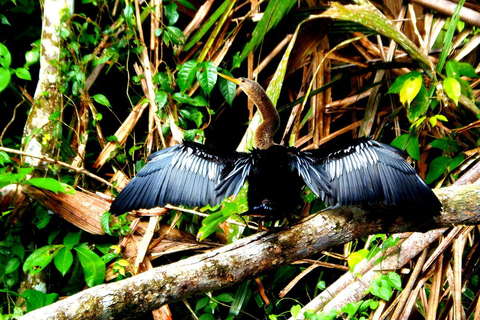 Tortuguero: Passeio de canoa e observação da vida selvagem