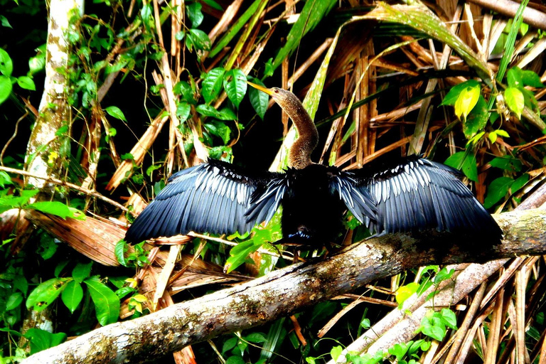 Tortuguero: Kanutour und Wildtierbeobachtung