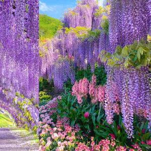 Tokyo : Hitachi Coastal Park & Adachi Wisteria Lighting Tour