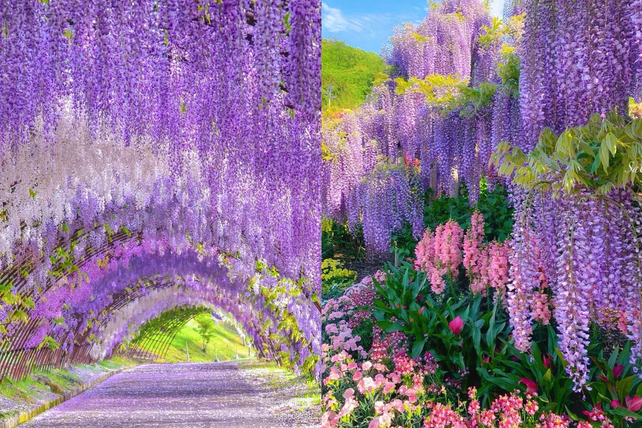 Tokio: Hitachi-Küstenpark & Adachi-Wisterienbeleuchtungstour