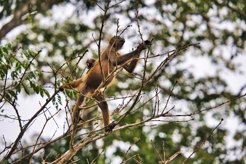 Tortuguero: Kano Avontuur Tour