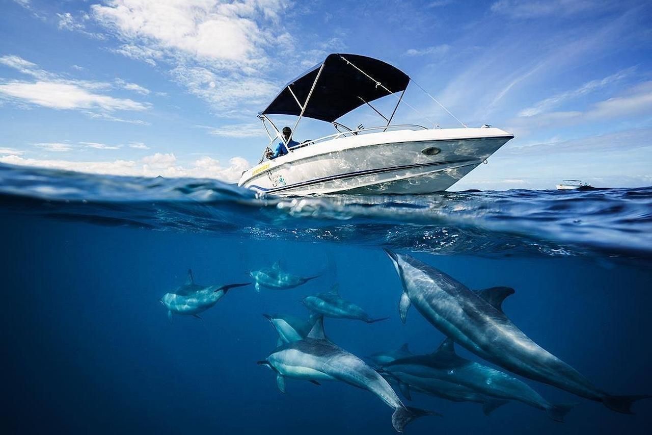 Mauritius: Schwimmen mit Delfinen Ganztägig mit Mittagessen/Getränken
