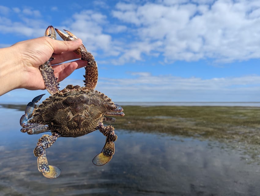 Yorke Peninsula Catch n Cook Blue Swimmer Crab Experience GetYourGuide