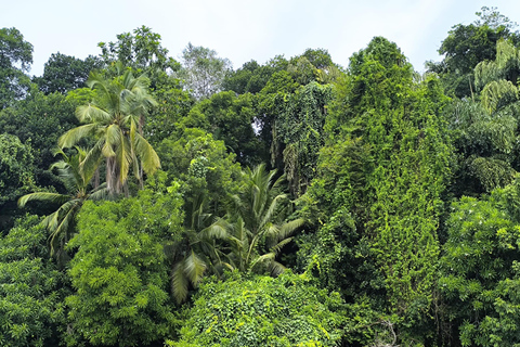 Excursion d&#039;une journée à Galle et Bentota depuis Colombo