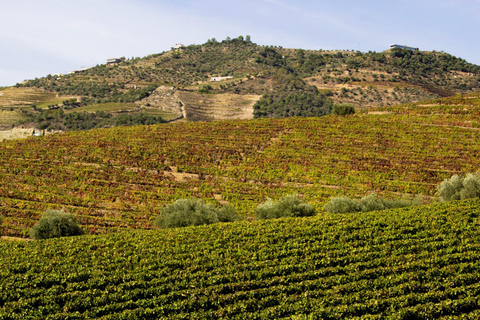 Porto: Douro Valley: An authentic Wine experience with Lunch Guided tour in Portuguese with Pick Up