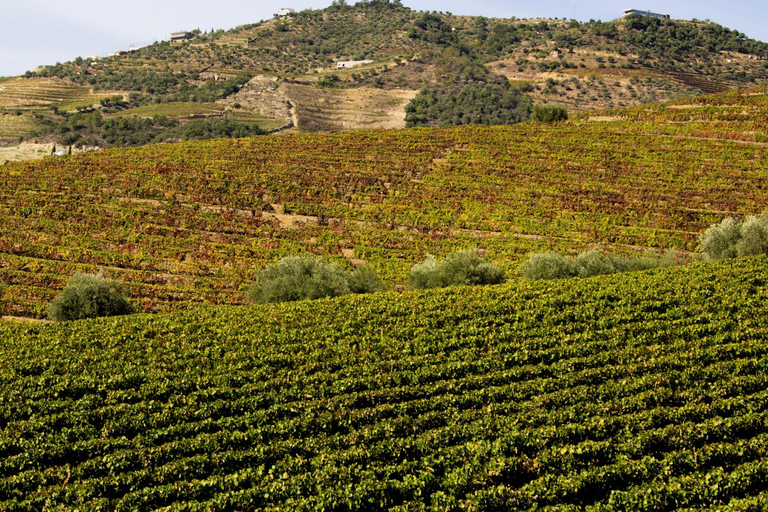 Porto: Douro Valley: An authentic Wine experience with Lunch Guided tour in Spanish with Meeting Point