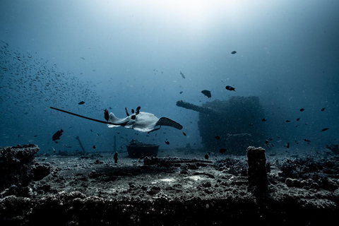 Sunshine Coast: Scuba Dive the Ex-HMAS Brisbane Ship Wreck