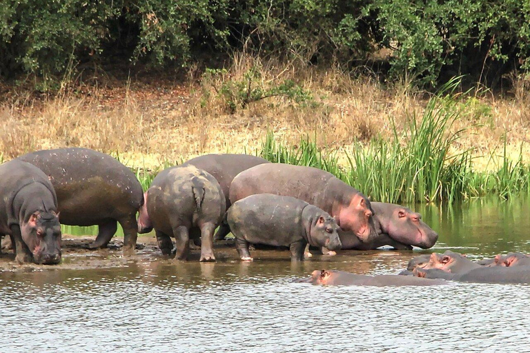 Nairobi National Park, Elephant Orphanage and Giraffe Centre Nairobi National Park, Baby Elephant and Giraffe Centre