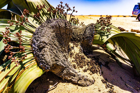 Walvisbay: Namib Naukluft Birding, Landscape & Photography