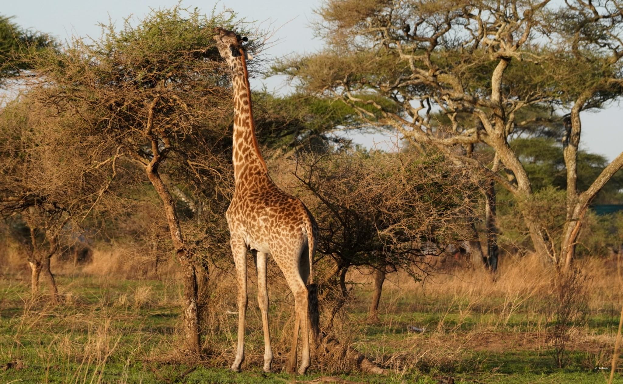 4 Tage Tarangire, Serengeti, Ngorongoro Gruppe Camping Safari