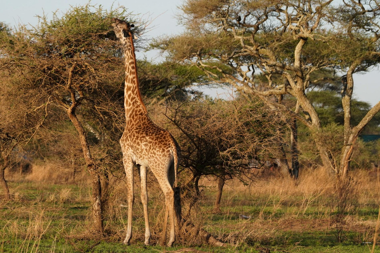 4 Days Tarangire, Serengeti, Ngorongoro Group Camping Safari
