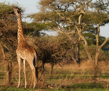 4 Days Tarangire, Serengeti, Ngorongoro Group Camping Safari