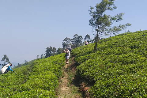 Trekking z Kandy do Ella