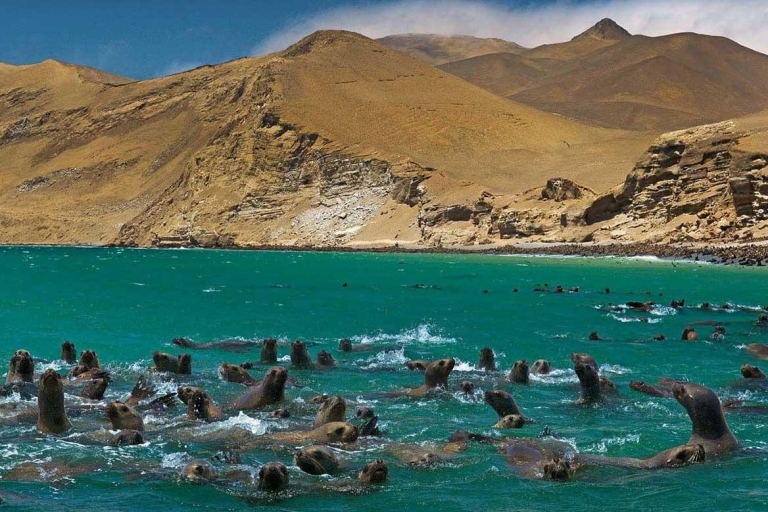 Merveilles de Paracas : les îles Ballestas et la réserve nationale