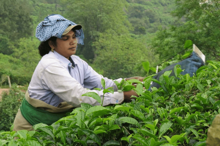 Tour in bici di 11 giorni alla scoperta delle spezie del Kerala