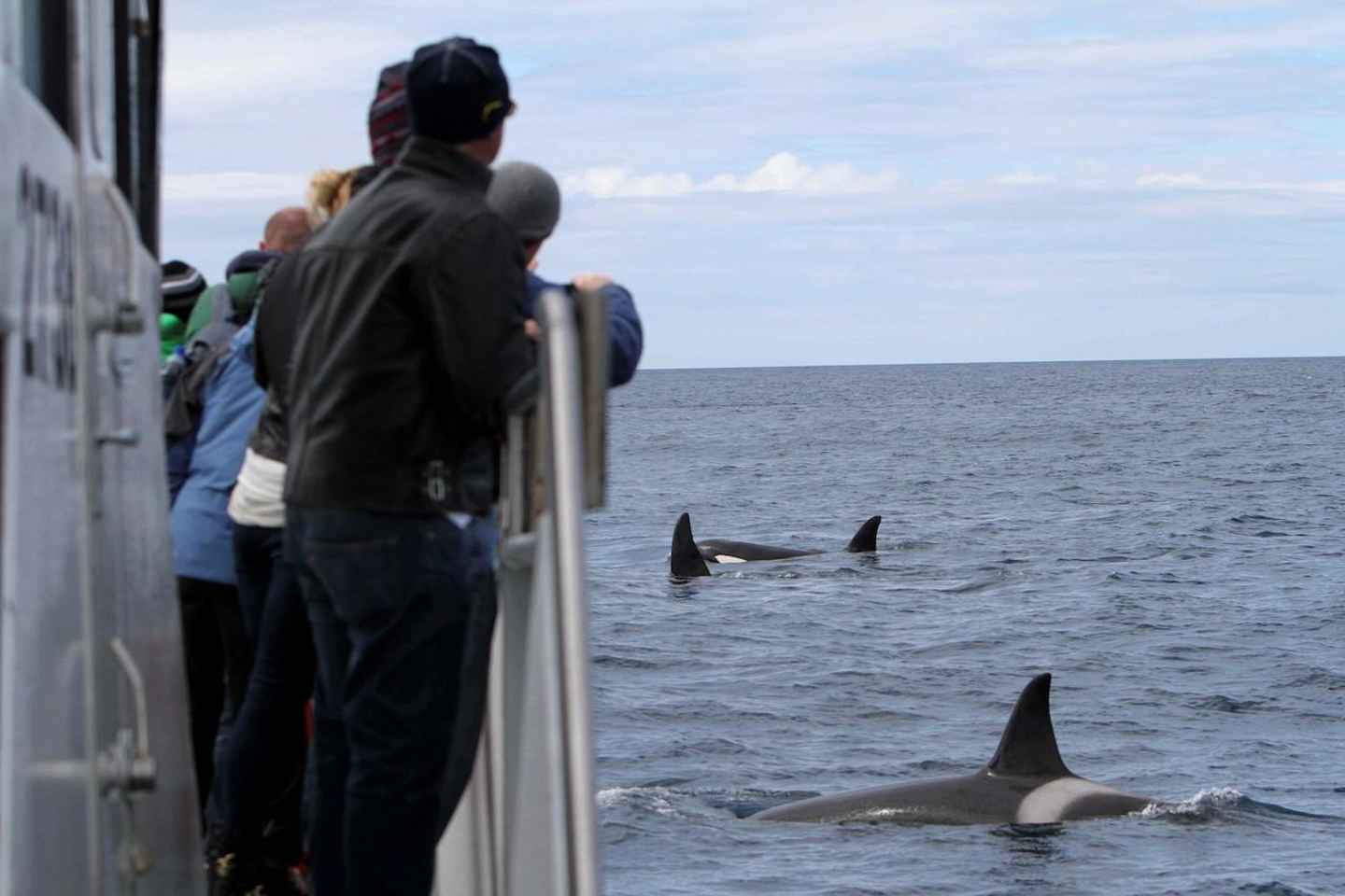 Ólafsvík: Whale Watching Tour