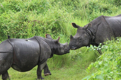 Desde Katmandú: Excursión de 3 días al Parque Nacional de Chitwan