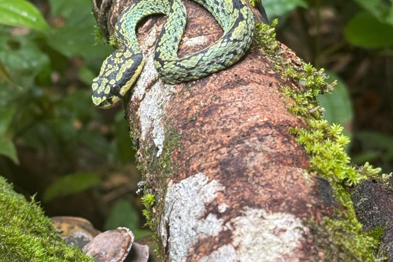 4 Hour Sinharaja Rainforest Tour