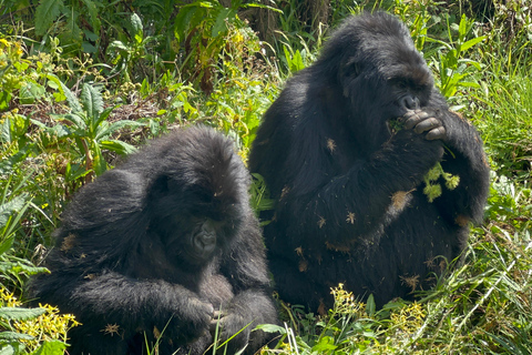 Experiencia de senderismo de 4 días por los gorilas de Ruanda y Uganda