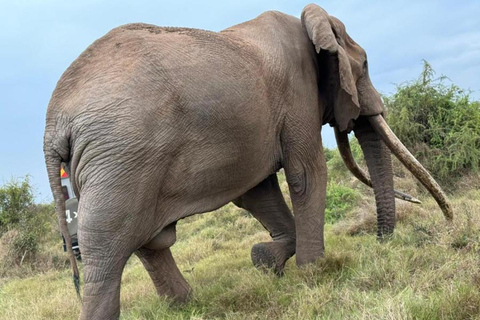 3 dni Masai Mara Daily Group Safari (z wyłączeniem opłat za park)