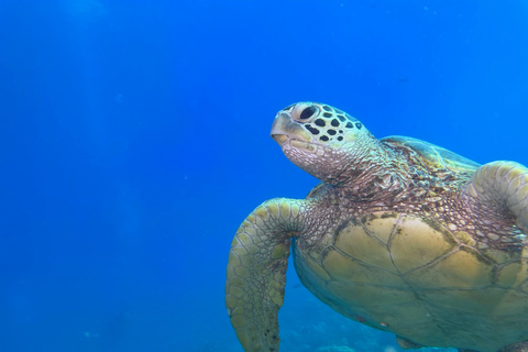 Oahu: Duiken in ondiep rif voor gebrevetteerde duikersOahu: Shallow Reef Scuba Dive voor gecertificeerde duikers