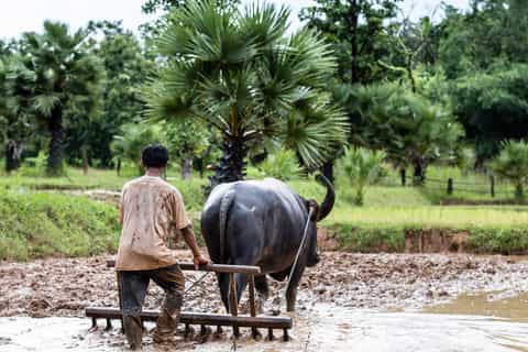 SuphanBuri from BKK: Buffalo Village & Lucky Cat Temple Tour - Image 3