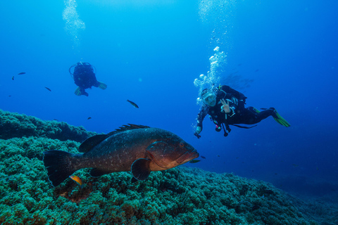 Vila Franca do Campo: Boat Diving Guided Tours twice a day. Vila Franca do Campo: Diving Tours. Single dives twice a day