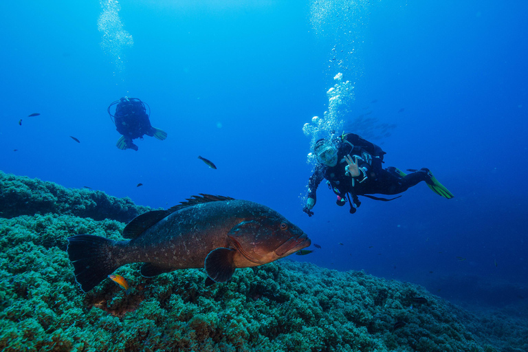 Vila Franca do Campo: Boat Diving Guided Tours twice a day. Vila Franca do Campo: Diving Tours. Single dives twice a day