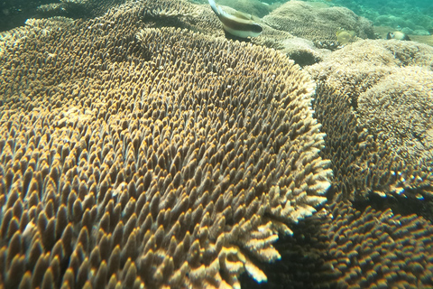 5 Passeio de barco e mergulho com snorkel em Gili Secret no sudoeste de Lombok