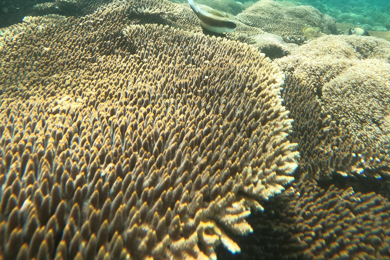 5 Gili segrete: gita in barca e snorkeling nel sud-ovest di Lombok