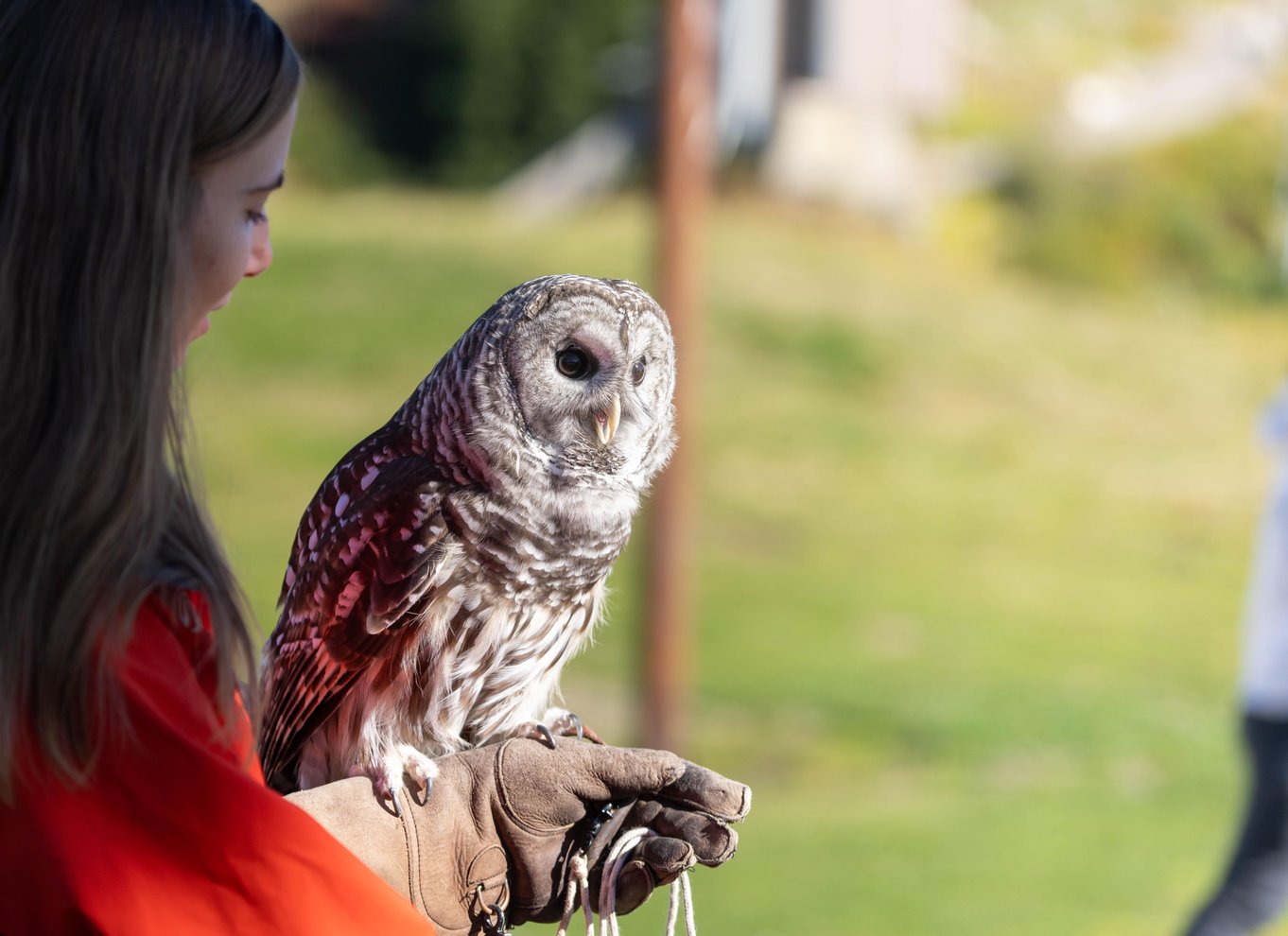 Adgangsbillet til Grouse Mountain Skyride