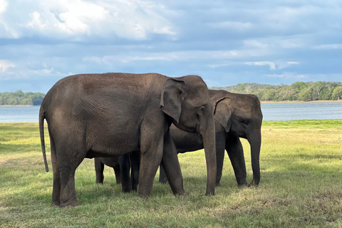 Minneriya: Safari em jipe privado no Parque Nacional de Minneriya