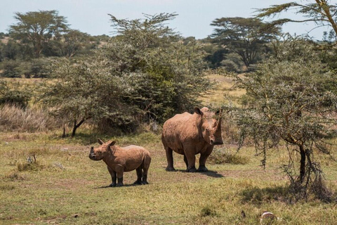 From Nairobi: Private 3-Day Masai Mara Big Five Game Drive