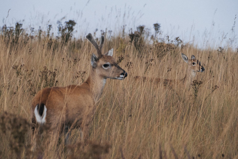From São Paulo: 5-Day Serra da Canastra Wildlife Safari