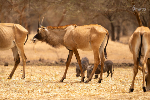 Rezerwat dzikiej przyrody Bandia i wycieczka nad różowe jezioro