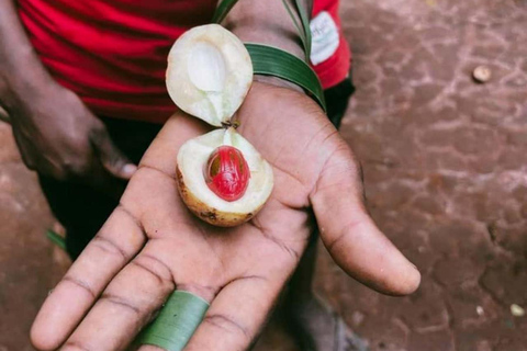 Zanzibar: Jozani Forest, Spice Farm & Stone Town Full-Day. TOUR WITH HOTEL TRANSFER PICKUP AND DROP