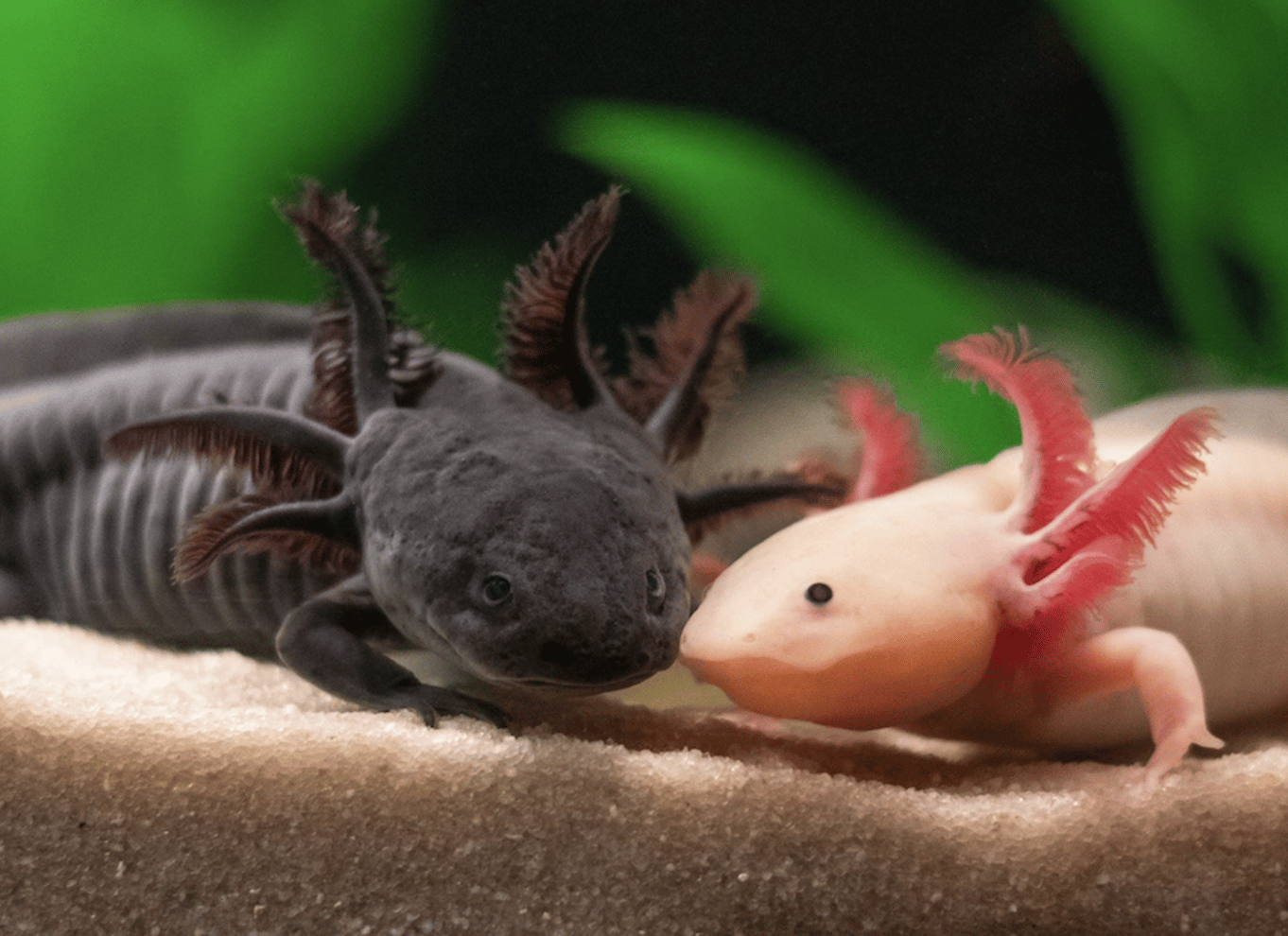 Ripley's Aquarium: Adgang til hajer efter mørkets frembrud (efter kl. 17)