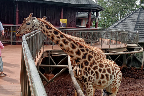 Nairobi: Karen Blixen, Orfanotrofio degli elefanti e Centro delle giraffeNairobi: Karen Blixen, Elephant Orphanage e Giraffe Center