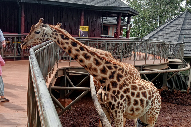 Nairobi: Karen Blixen, Orfanotrofio degli elefanti e Centro delle giraffeNairobi: Karen Blixen, Elephant Orphanage e Giraffe Center