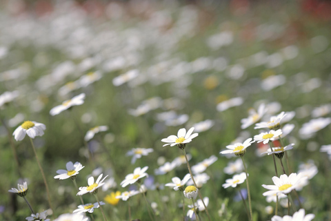 Kalamata: Beekeeping Experience with Honey Tasting