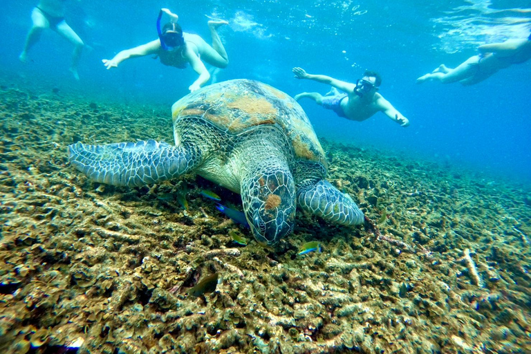 Ko Tao: Vintage Boat-Small Group Snorkeling Day Trip w/Meals