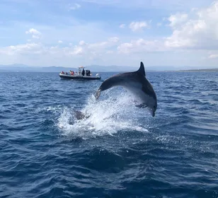 Olbia: Delfinbeobachtung und Bootstour zum Schnorcheln