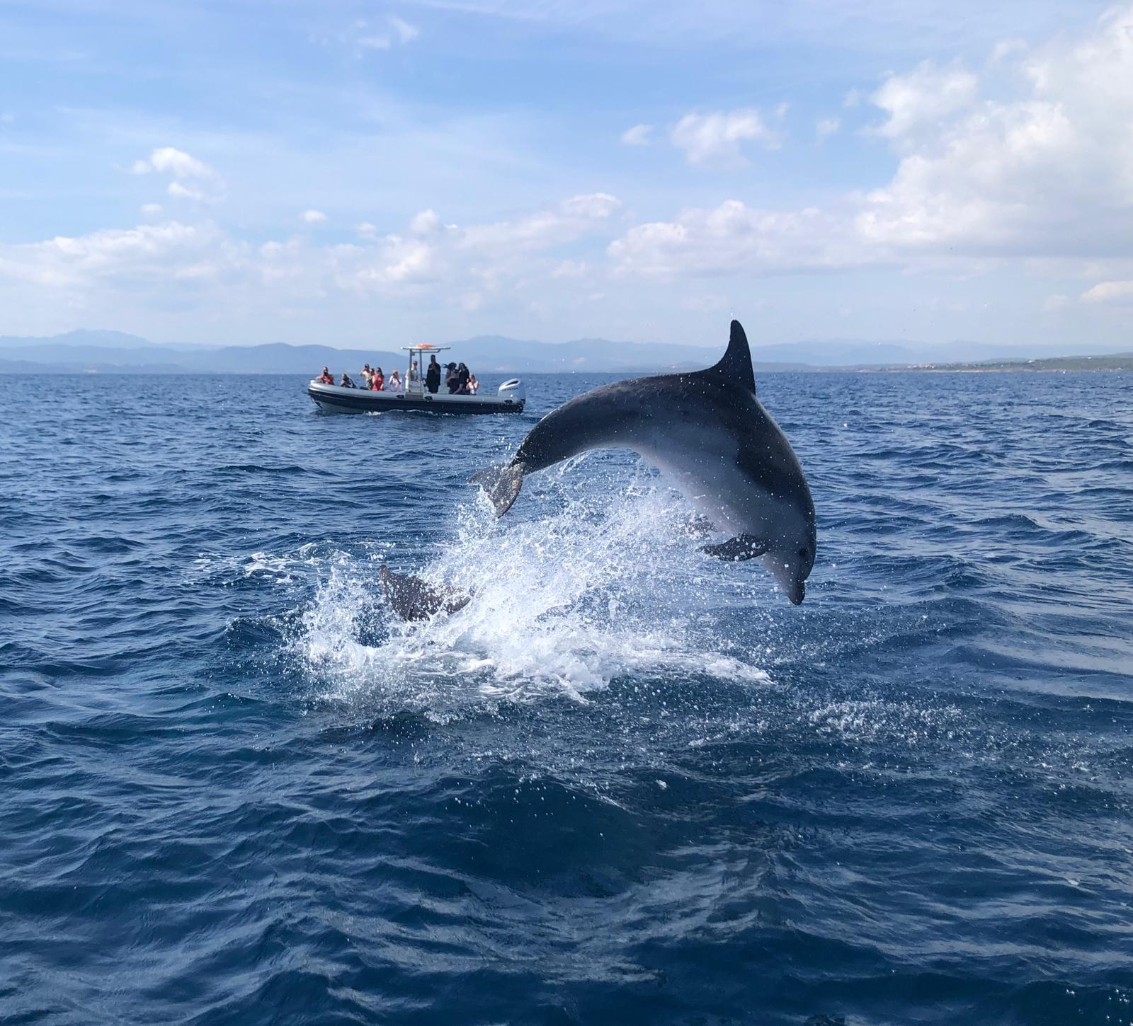 Olbia: Delfinbeobachtung und Bootstour zum Schnorcheln