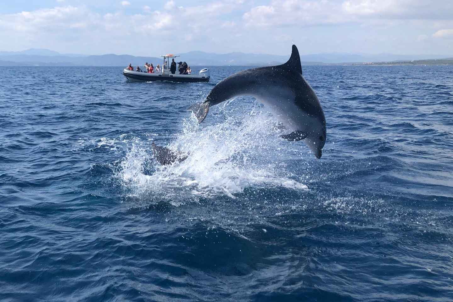 Golfo Aranci: Eco-Friendly Dolphin Watching Boat Trip