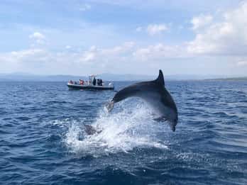 Olbia: Delfinbeobachtung und Bootstour zum Schnorcheln